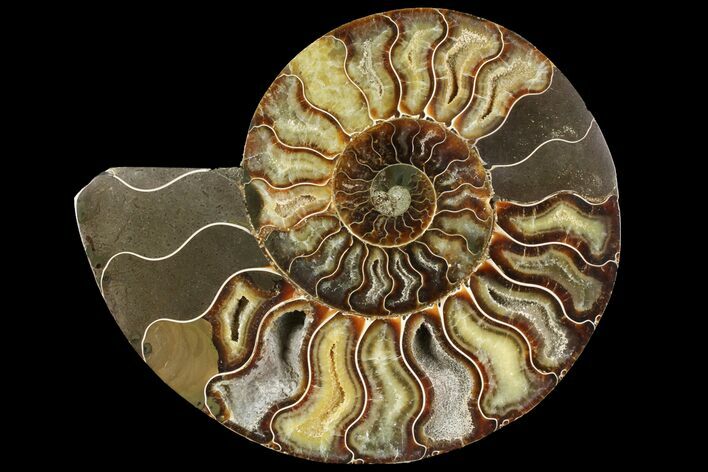 Cut Ammonite Fossil (Half) - Agatized #97762